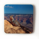 Grand Canyon Squirrel Coasters