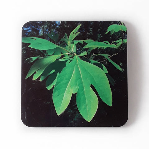 Sassafras Leaves Drink Coasters