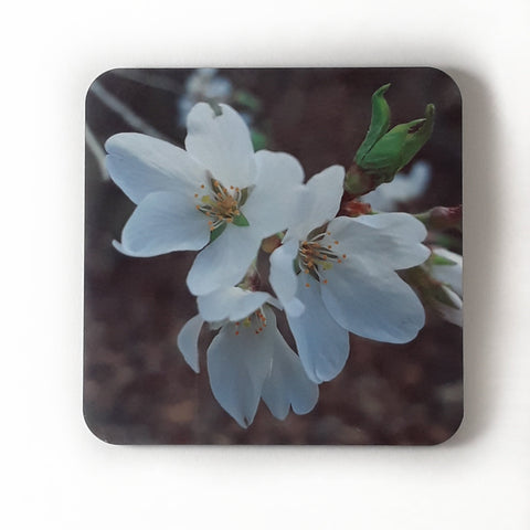 Vintage Apple Blossoms Drink Coasters