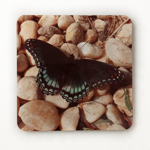 Butterfly Coasters